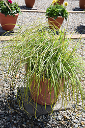 Little Miss Maiden Grass (Miscanthus sinensis 'Little Miss') at The Green Spot Home & Garden