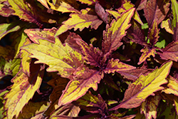 FlameThrower Spiced Curry Coleus (Solenostemon scutellarioides 'Spiced Curry') at The Green Spot Home & Garden