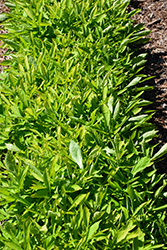 SolarPower Lime Sweet Potato Vine (Ipomoea batatas 'SolarPower Lime') at The Green Spot Home & Garden