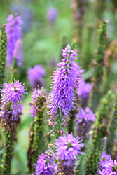 Moody Blues Mauve Speedwell (Veronica 'Novavermau') at The Green Spot Home & Garden