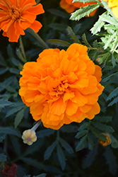 Safari Tangerine Marigold (Tagetes patula 'Safari Tangerine') at The Green Spot Home & Garden