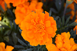 Durango Orange Marigold (Tagetes patula 'Durango Orange') at The Green Spot Home & Garden