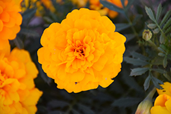 Durango Gold Marigold (Tagetes patula 'Durango Gold') at The Green Spot Home & Garden