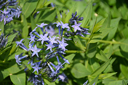 Blue Ice Star Flower (Amsonia tabernaemontana 'Blue Ice') at The Green Spot Home & Garden