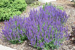 Royal Rembrandt Speedwell (Veronica 'Royal Rembrandt') at The Green Spot Home & Garden