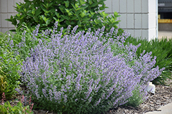 Cat's Meow Catmint (Nepeta x faassenii 'Cat's Meow') at The Green Spot Home & Garden