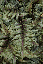 Japanese Painted Fern (Athyrium nipponicum 'Pictum') at The Green Spot Home & Garden