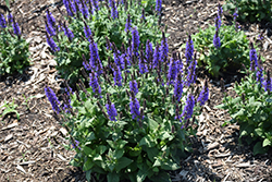 Bumbleblue Meadow Sage (Salvia nemorosa 'Bumbleblue') at The Green Spot Home & Garden