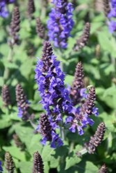 Bumbleblue Meadow Sage (Salvia nemorosa 'Bumbleblue') at The Green Spot Home & Garden