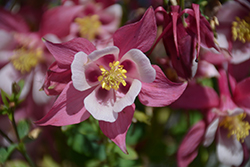 Origami Rose and White Columbine (Aquilegia 'Origami Rose and White') at The Green Spot Home & Garden