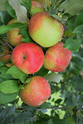 Honeycrisp Apple (Malus 'Honeycrisp') at The Green Spot Home & Garden
