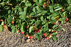 Cavendish Strawberry (Fragaria 'Cavendish') at The Green Spot Home & Garden