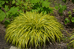 Golden Variegated Hakone Grass (Hakonechloa macra 'Aureola') at The Green Spot Home & Garden
