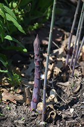 Purple Passion Asparagus (Asparagus 'Purple Passion') at The Green Spot Home & Garden