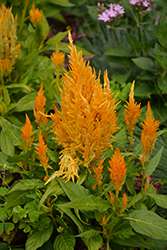 Fresh Look Yellow Celosia (Celosia 'Fresh Look Yellow') at The Green Spot Home & Garden