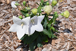 Pop Star White Balloon Flower (Platycodon grandiflorus 'Pop Star White') at The Green Spot Home & Garden