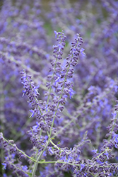 Crazy Blue Russian Sage (Perovskia atriplicifolia 'Crazy Blue') at The Green Spot Home & Garden