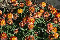 Sundaze Blaze Strawflower (Bracteantha bracteata 'Sundaze Blaze') at The Green Spot Home & Garden