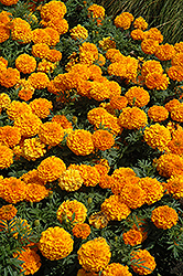 Taishan Orange Marigold (Tagetes erecta 'Taishan Orange') at The Green Spot Home & Garden