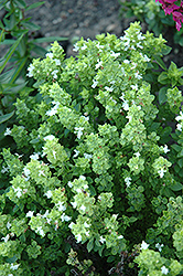 Boxwood Basil (Ocimum basilicum 'Boxwood') at The Green Spot Home & Garden