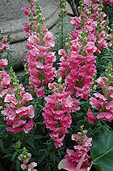 Liberty Classic Rose Pink Snapdragon (Antirrhinum majus 'Liberty Classic Rose Pink') at The Green Spot Home & Garden