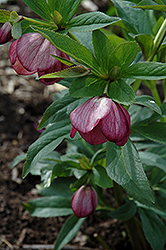 Red Lady Hellebore (Helleborus 'Red Lady') at The Green Spot Home & Garden