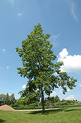 Bigtooth Aspen (Populus grandidentata) at The Green Spot Home & Garden
