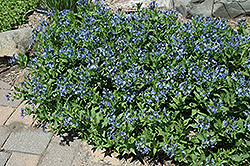 Blue Ice Star Flower (Amsonia tabernaemontana 'Blue Ice') at The Green Spot Home & Garden