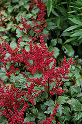 Burgundy Red Astilbe (Astilbe x arendsii 'Burgunderrot') at The Green Spot Home & Garden