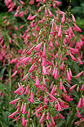 Elfin Pink Beard Tongue (Penstemon barbatus 'Elfin Pink') at The Green Spot Home & Garden