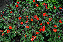 Orange Gnome Campion (Lychnis x arkwrightii 'Orange Gnome') at The Green Spot Home & Garden