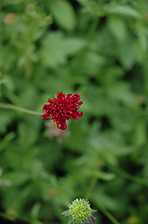 Mars Midget Scabious (Knautia macedonica 'Mars Midget') at The Green Spot Home & Garden