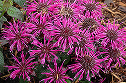 Balmy Purple Beebalm (Monarda didyma 'Balbalmurp') at The Green Spot Home & Garden