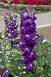 Purple Passion Larkspur (Delphinium 'Purple Passion') at The Green Spot Home & Garden
