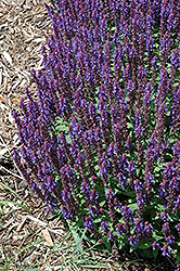 Sensation Sky Blue Meadow Sage (Salvia nemorosa 'Sensation Sky Blue') at The Green Spot Home & Garden