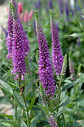 Purpleicious Speedwell (Veronica 'Purpleicious') at The Green Spot Home & Garden