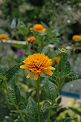 Asahi Sunflower (Heliopsis helianthoides 'Asahi') at The Green Spot Home & Garden