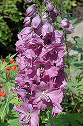 Sweethearts Larkspur (Delphinium 'Sweethearts') at The Green Spot Home & Garden