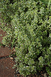 Aureus Lemon Thyme (Thymus x citriodorus 'Aureus') at The Green Spot Home & Garden