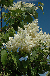 Ivory Silk Tree Lilac (tree form) (Syringa reticulata 'Ivory Silk (tree form)') at The Green Spot Home & Garden