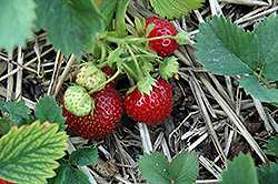 Tribute Strawberry (Fragaria 'Tribute') at The Green Spot Home & Garden