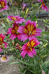 Royale Purple Bicolor Stained Glass Flower (Salpiglossis sinuata 'Royale Purple Bicolor') at The Green Spot Home & Garden