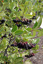 Iroquois Beauty Black Chokeberry (Aronia melanocarpa 'Morton') at The Green Spot Home & Garden
