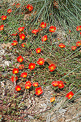 Rio Grande Orange Portulaca (Portulaca oleracea 'Rio Grande Orange') at The Green Spot Home & Garden