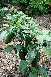 Jalapeno Pepper (Capsicum annuum 'Jalapeno') at The Green Spot Home & Garden