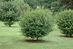 Compact Amur Maple (Acer ginnala 'Compactum') at The Green Spot Home & Garden