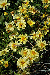 Galaxy Tickseed (Coreopsis 'Galaxy') at The Green Spot Home & Garden