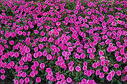 Bounce Pink Flame Impatiens (Impatiens 'Balboufink') at The Green Spot Home & Garden
