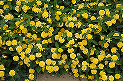 Landmark Yellow Lantana (Lantana camara 'Landmark Yellow') at The Green Spot Home & Garden