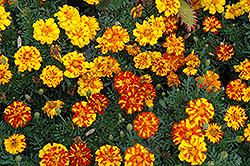 Durango Bolero Marigold (Tagetes patula 'Durango Bolero') at The Green Spot Home & Garden